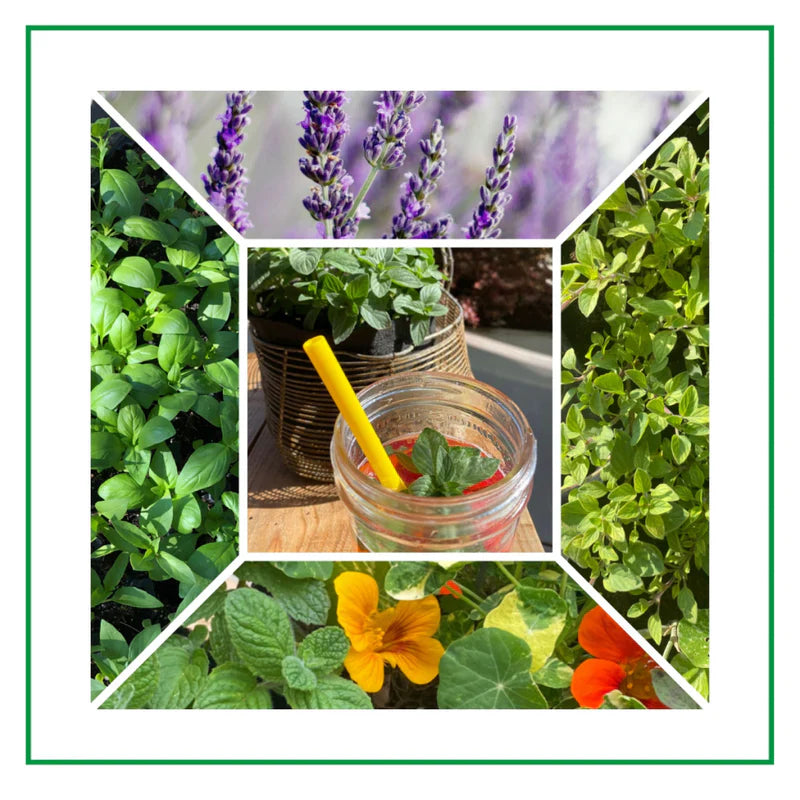 Recipes From The Garden: Cocktails & Mocktails