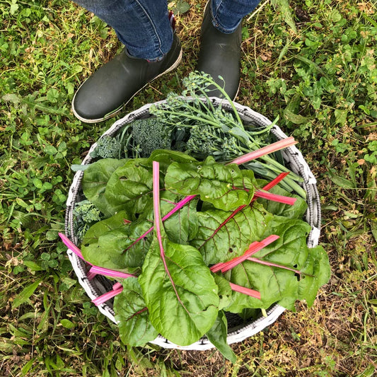 Garden Harvest
