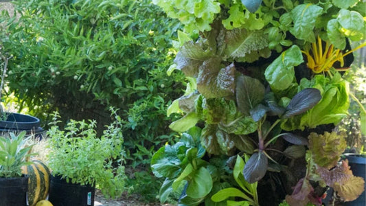 Planted Wall