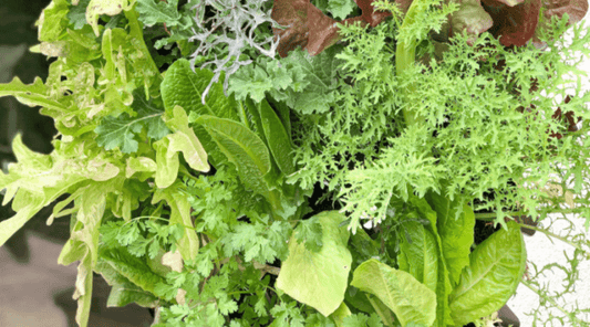 10 Reasons to Grow Food and "Live off the Wall"... Now More than Ever.
