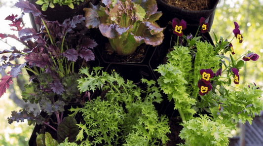 Why Vertical Gardening Could Be Your Ideal Way to Garden