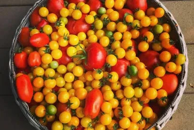 Storing Homegrown Tomatoes