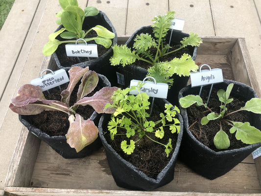 lettuces in pots