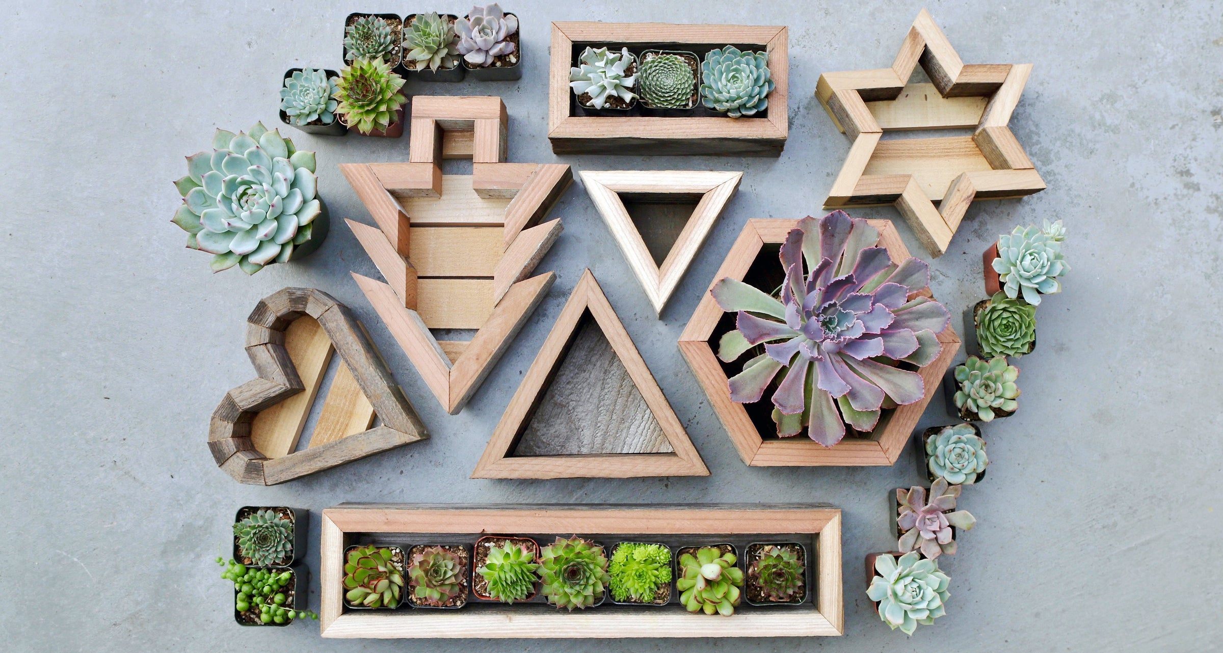 Succulent Grow Kits