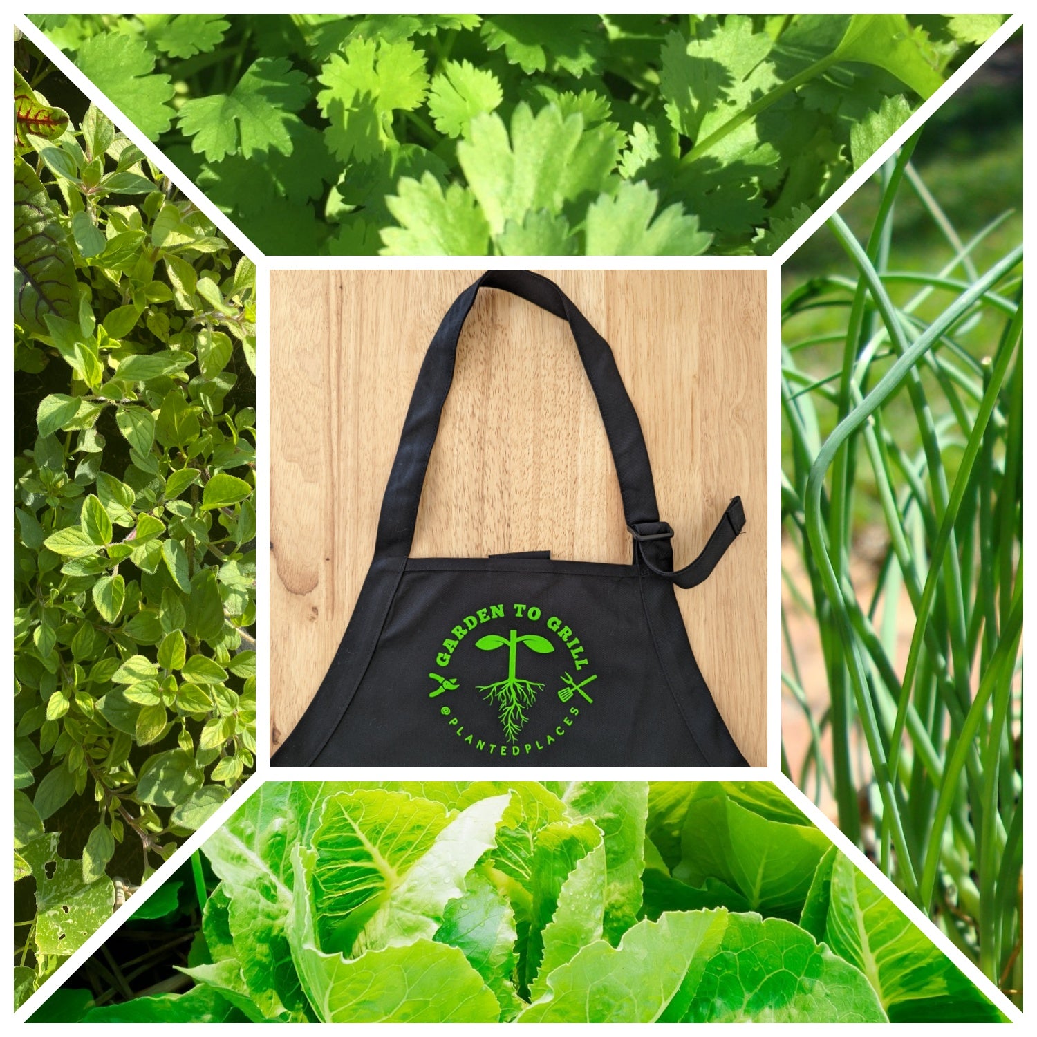 Garden to Grill Pot Seedlings
