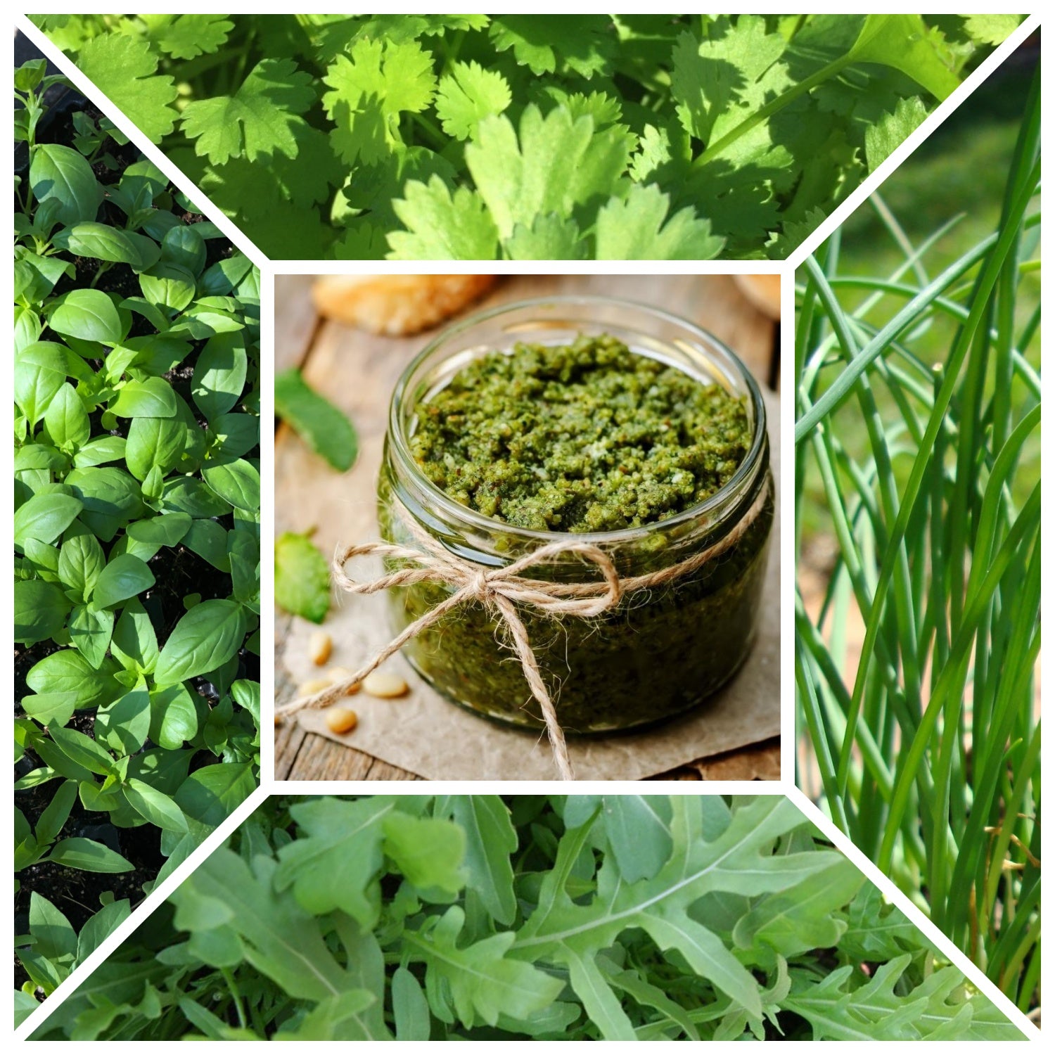 Pesto Pot Seedlings