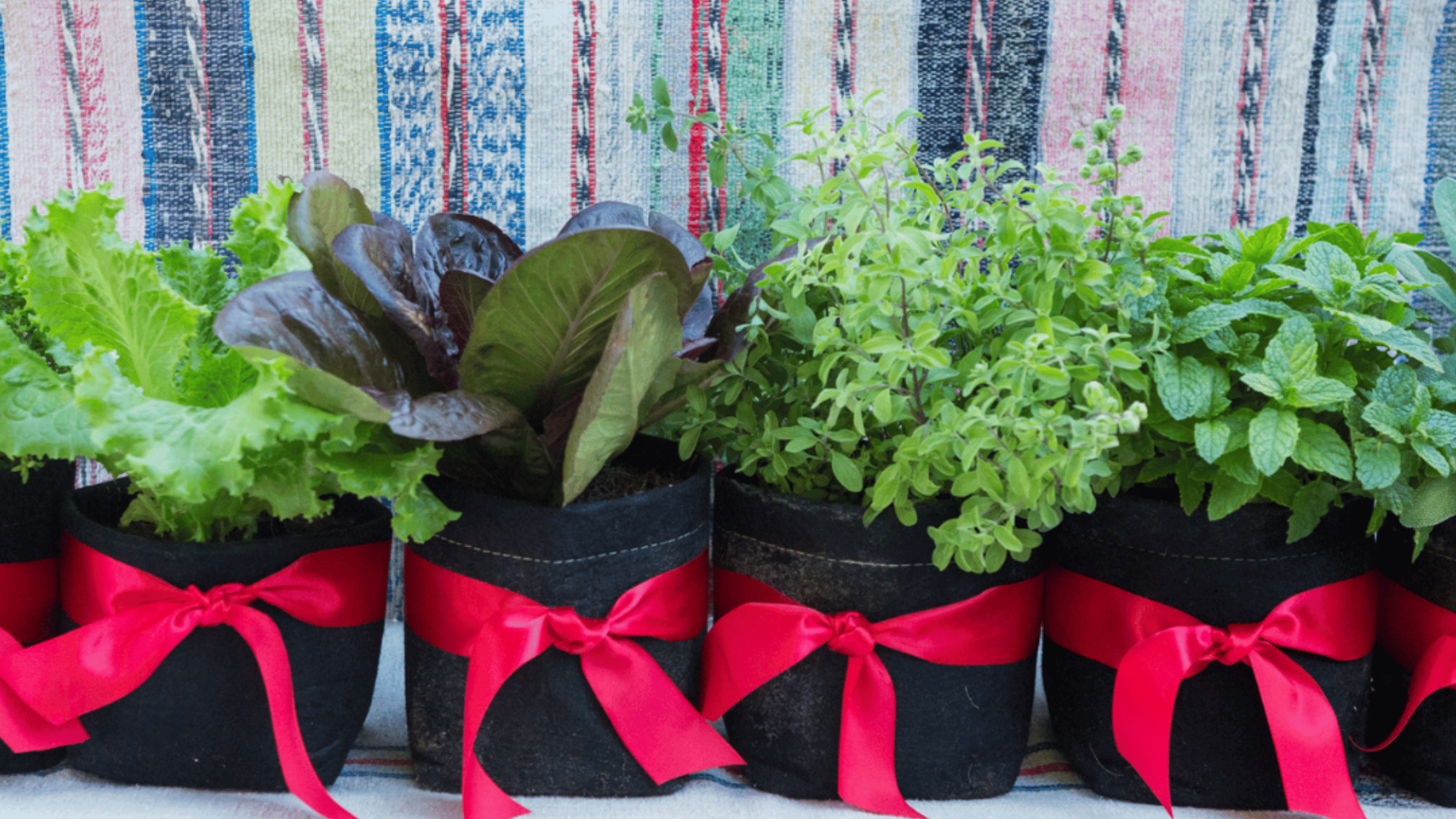 Seasonal Grow Kits