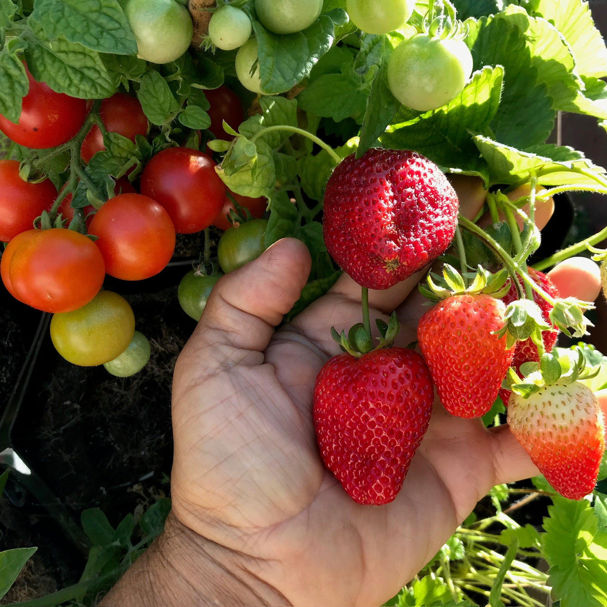 Summer Fruiting Plants Grow Kits
