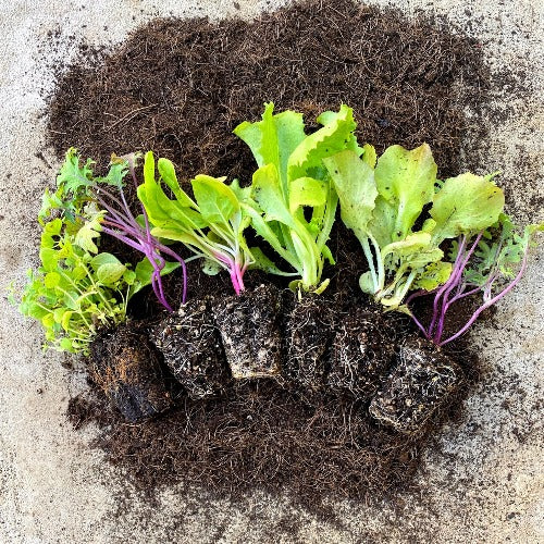 6 Pack Seedling Bundles