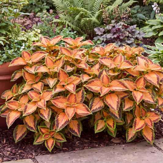 Peach Julep Coleus