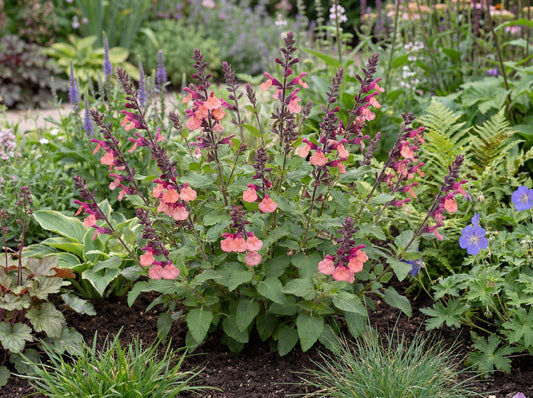 Peaches Salvia