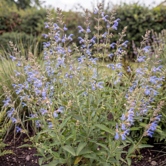 African Sky Salvia