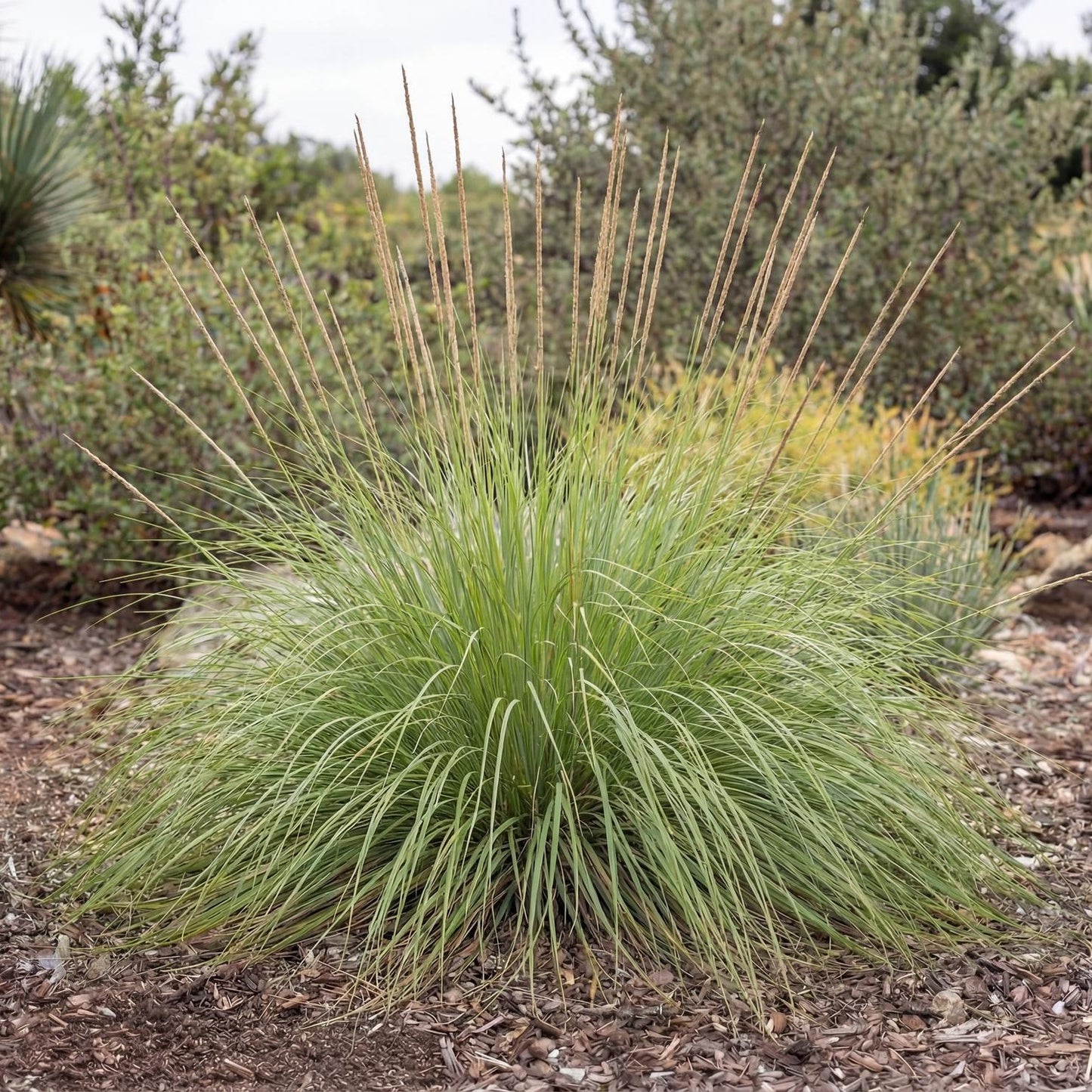 Deer Grass in a 4-inch pot, an arching green fountain of fine blades that clumps to over 2 feet tall
