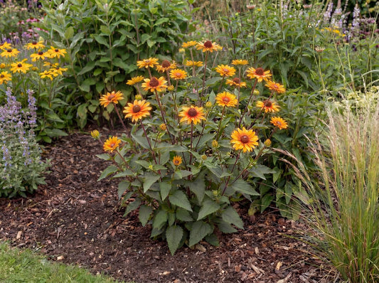 Punto Russo False Sunflower