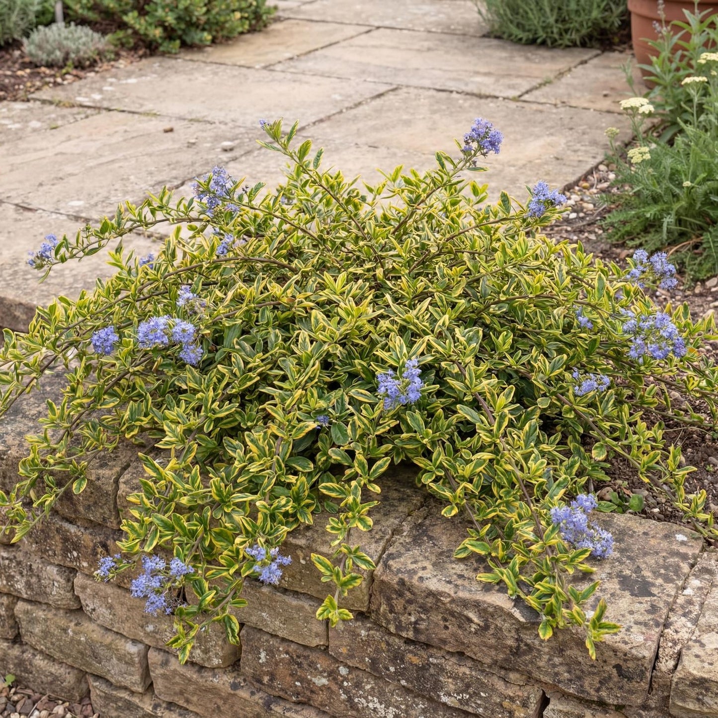 Diamond Heights Ceanothus in a 4-inch pot, golden-chartreuse leaves marked with dark green centers