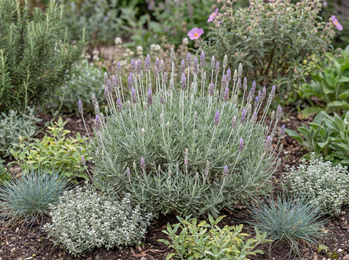 Green French Lavender