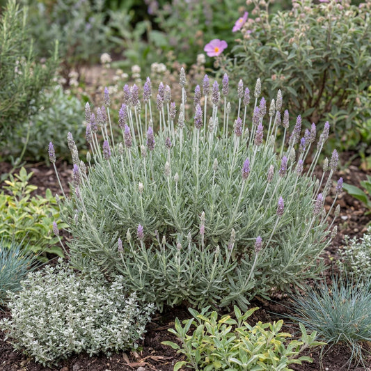 Green French Lavender