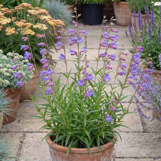 Blue Springs Penstemon