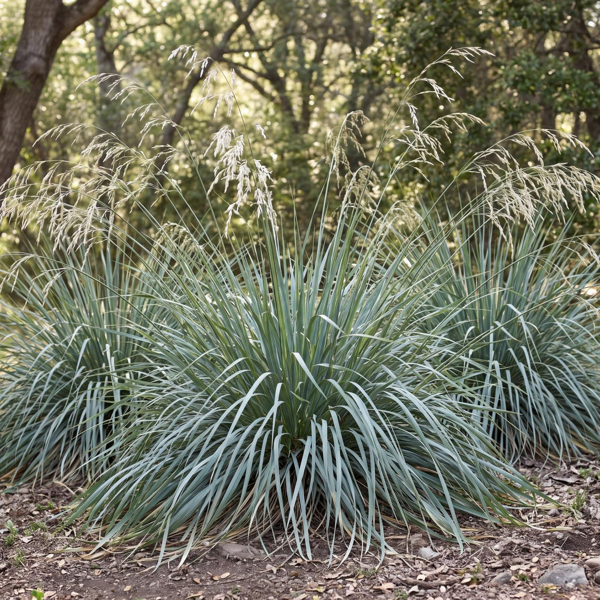 Willits' Giant California Fescue in a 4-inch pot, a tufted native grass with arching gray-green blades