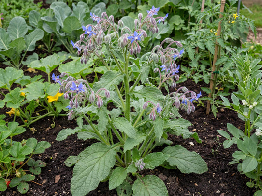 Borage 4"