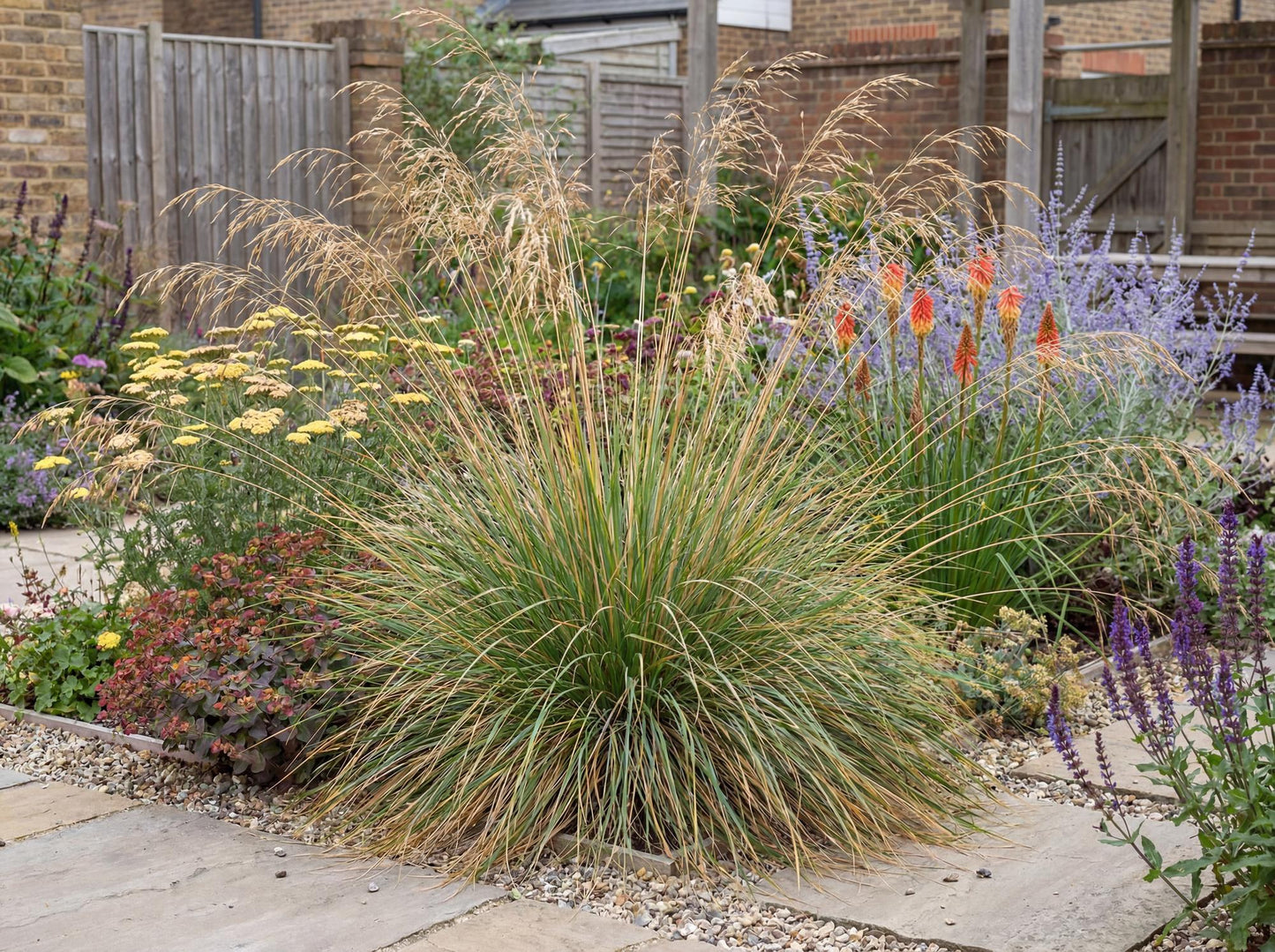 Atlas Fescue
