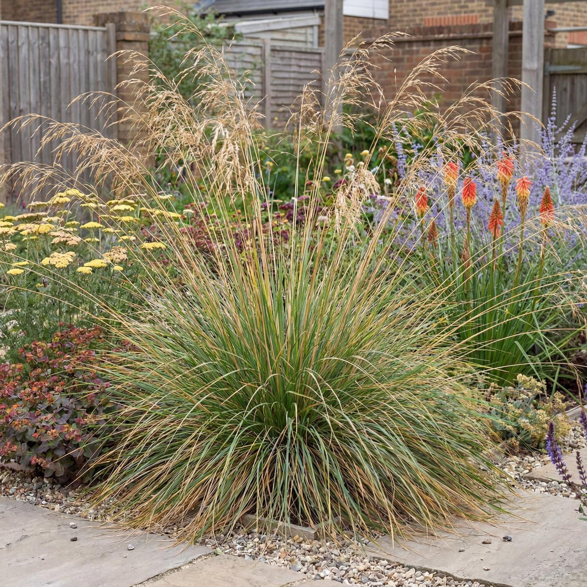 Atlas Fescue