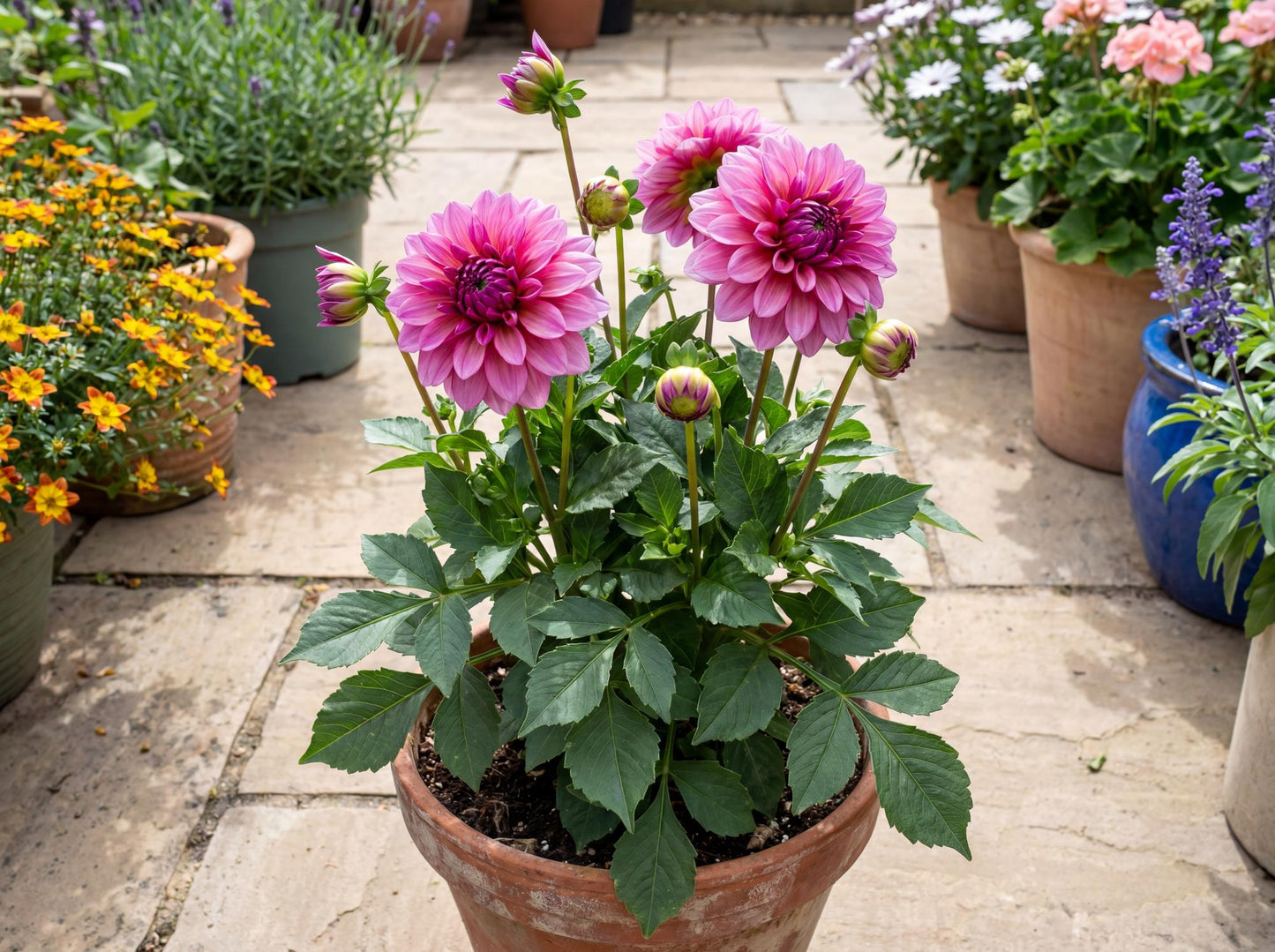 Vintage Rose Darlin' Dahlia