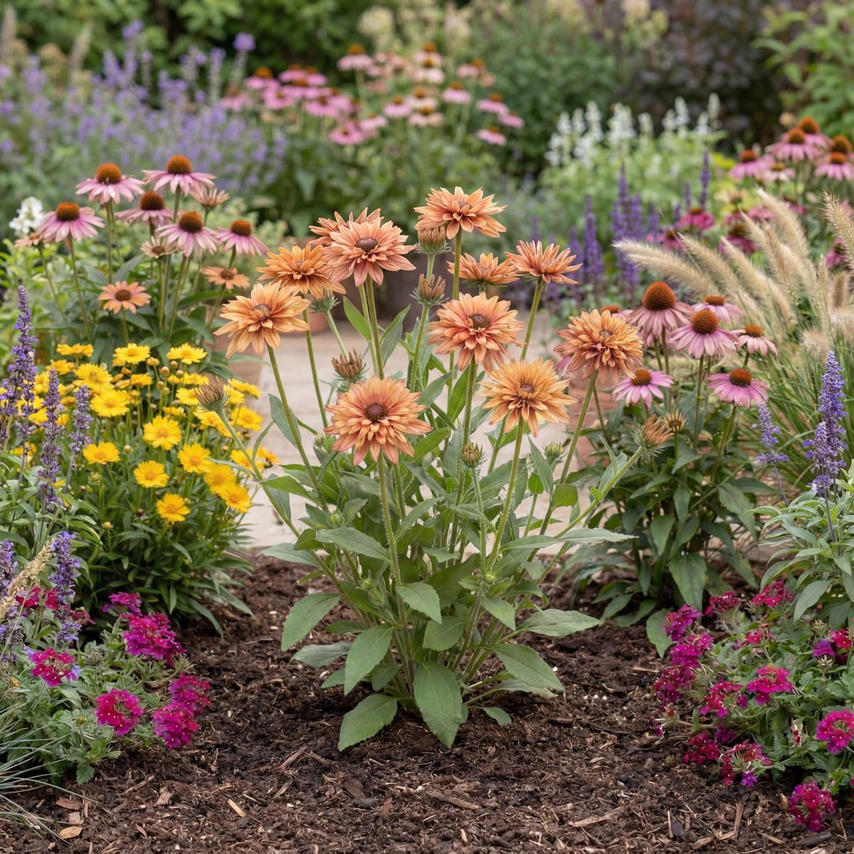 Sahara Rudbeckia