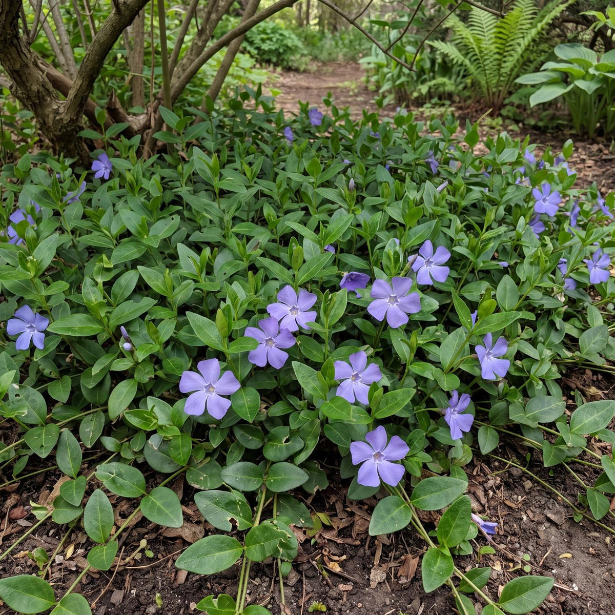 Bowles Cunningham Periwinkle