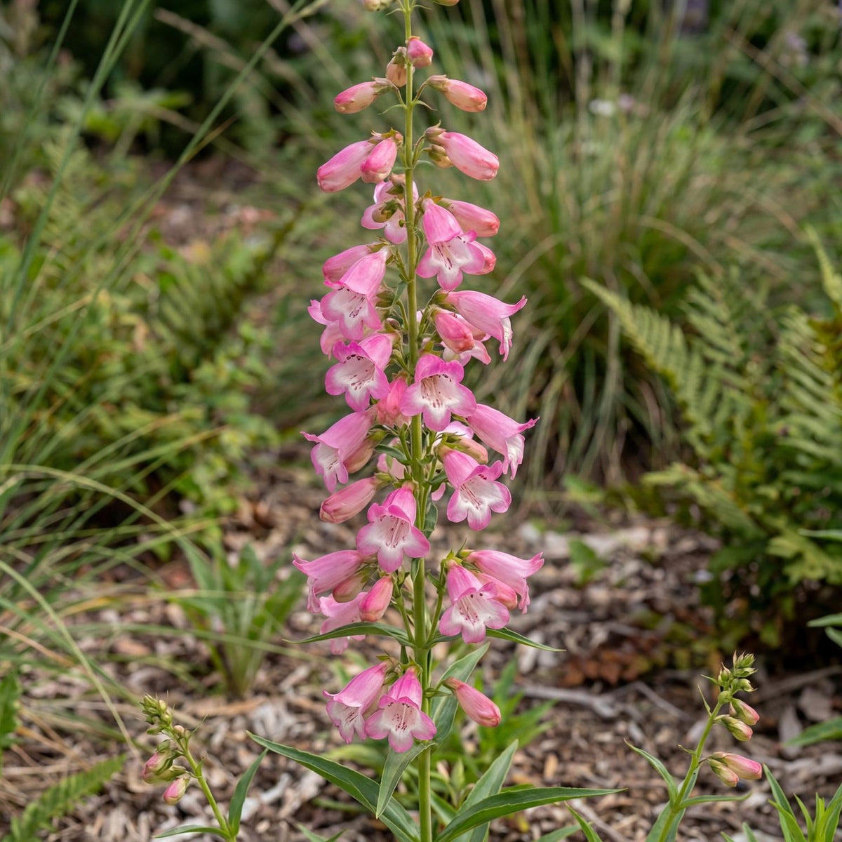 Apple Blossom Penstemon in a 4-inch pot, an upright clump with red-toned stems and pale pink, white-throated bells