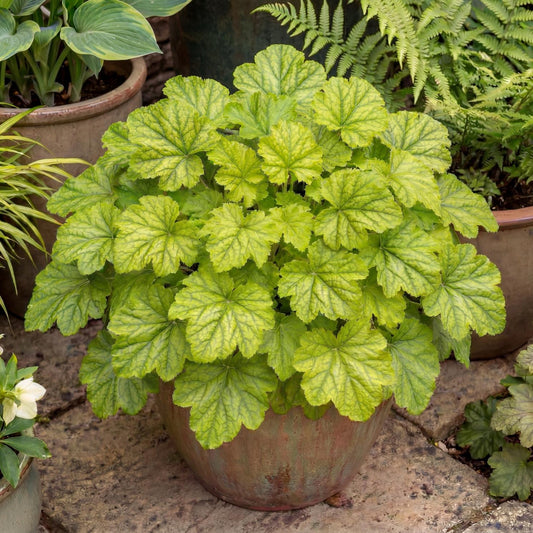 Kira Green Tea Heuchera