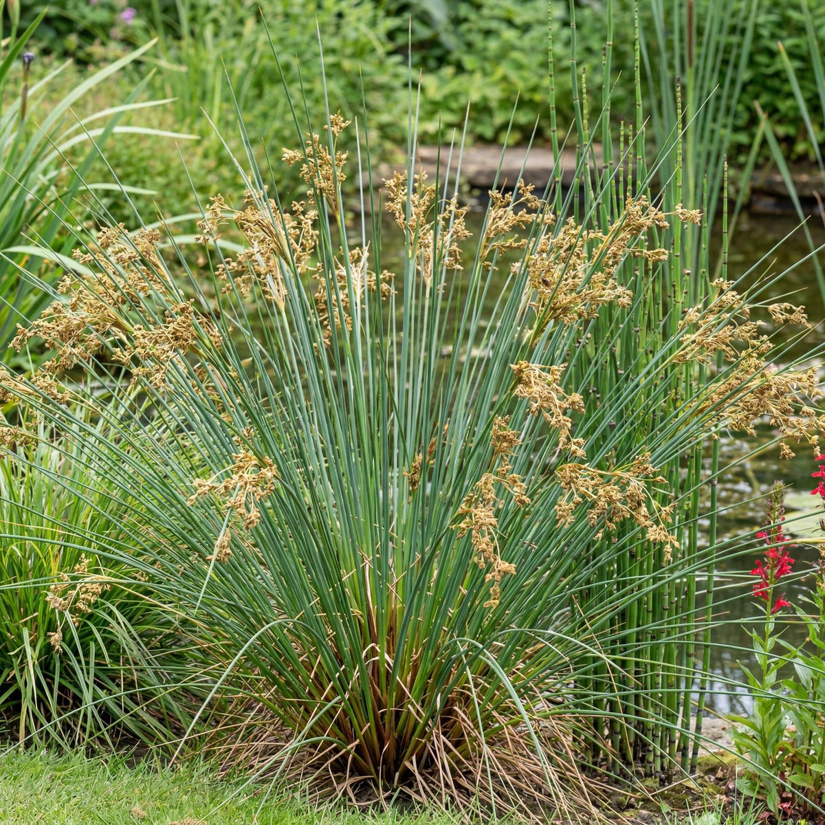 Quartz Creek Soft Rush in a 4-inch pot, fine upright green stems forming a neat tufted clump for wet soil