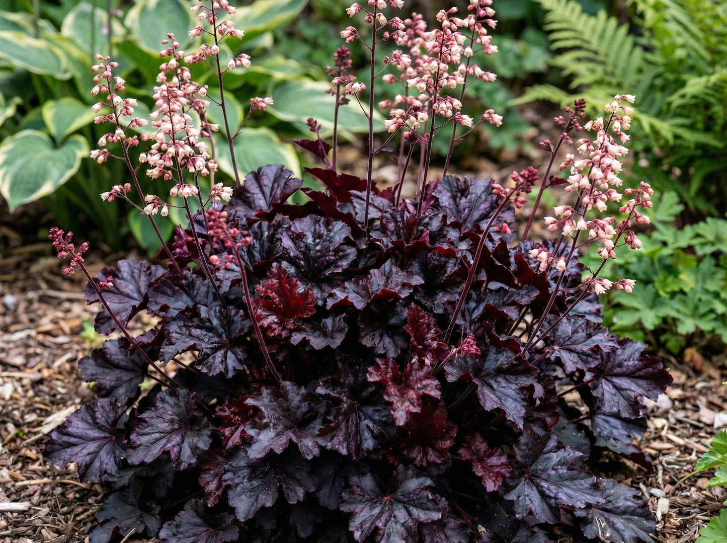 Black Taffeta Heuchera