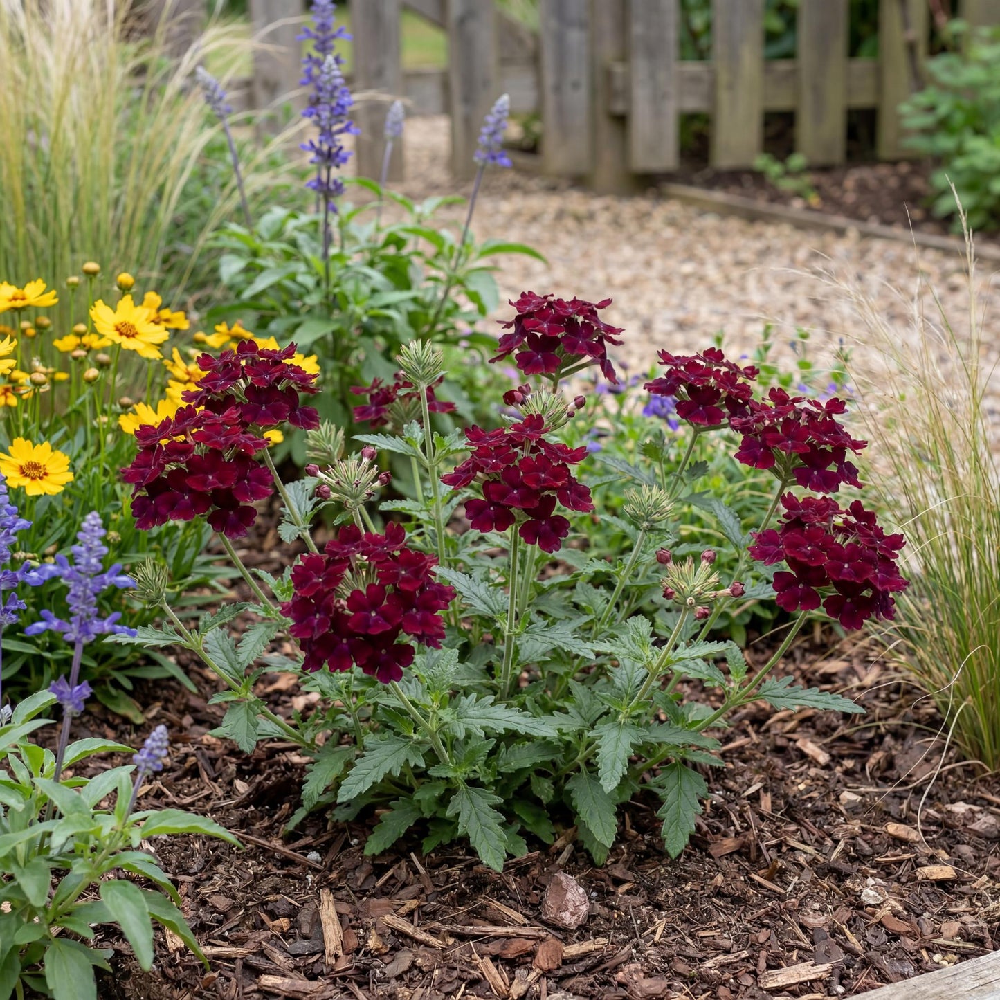 Burgundy Empress Flair Verbena