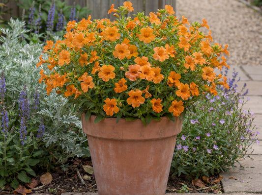 Orange Mai Tai Mimulus