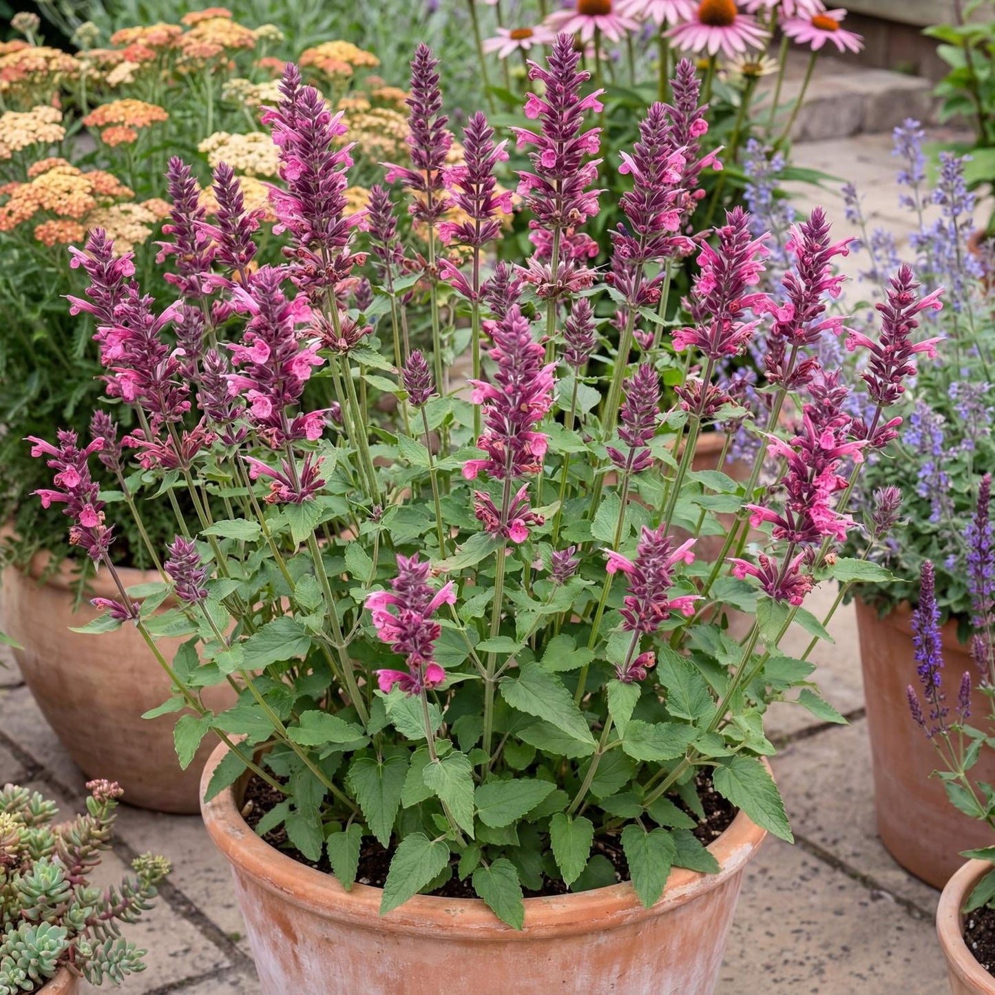 Danish Delight Anise Hyssop in a 4-inch pot, upright pink-purple spikes over dark aromatic foliage