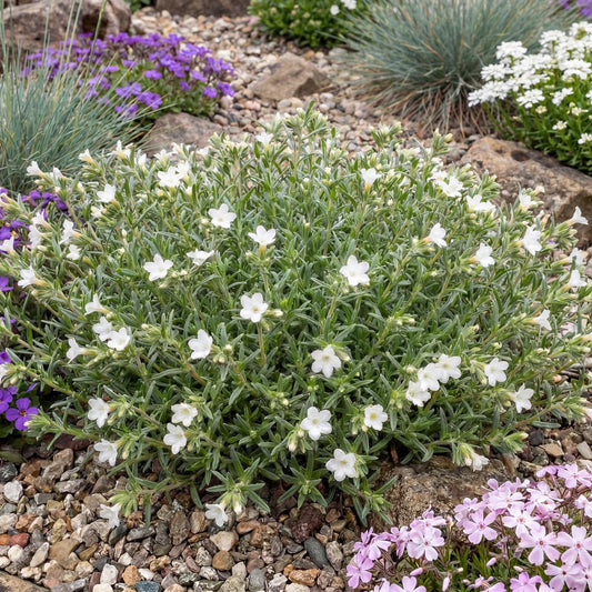 Alba Lithodora