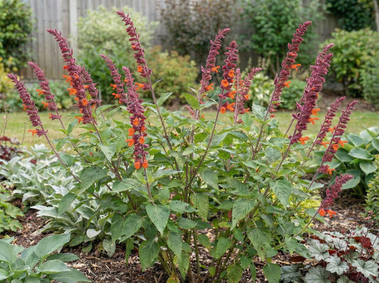 Red Velvet Sage