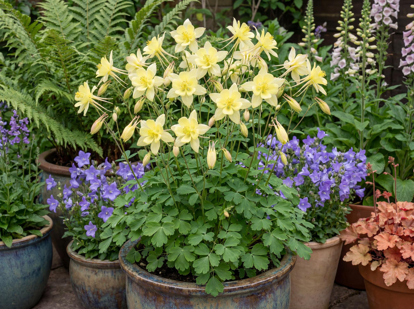 Yellow Kirigami Columbine