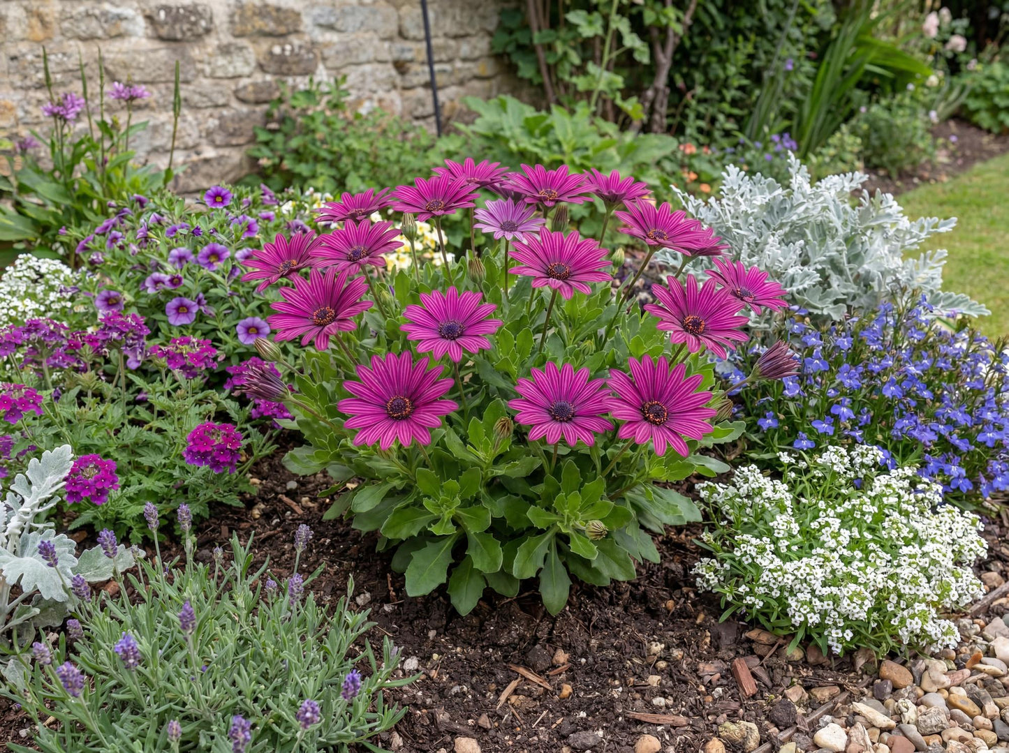 Midnight Purple African Daisy