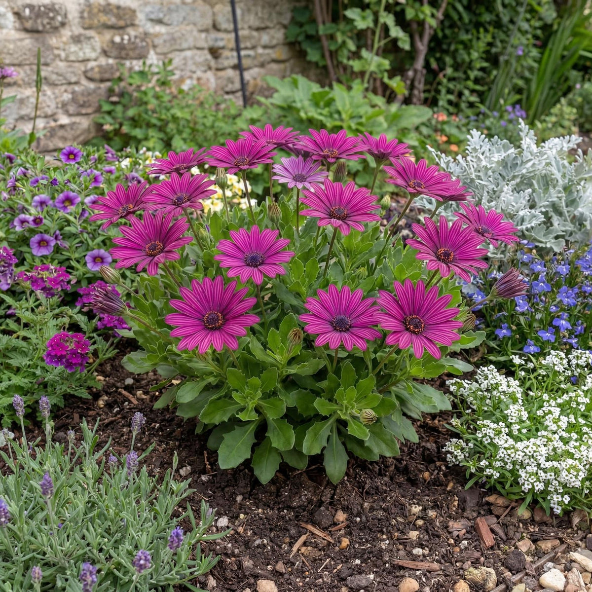 Midnight Purple African Daisy