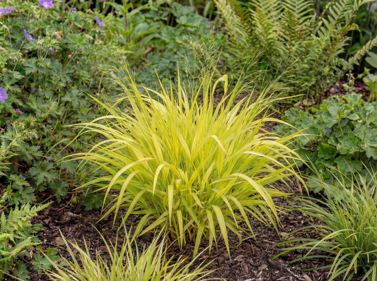 Bowles' Golden Grass