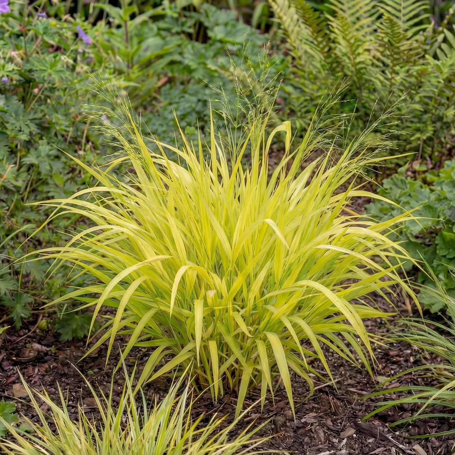 Bowles' Golden Grass