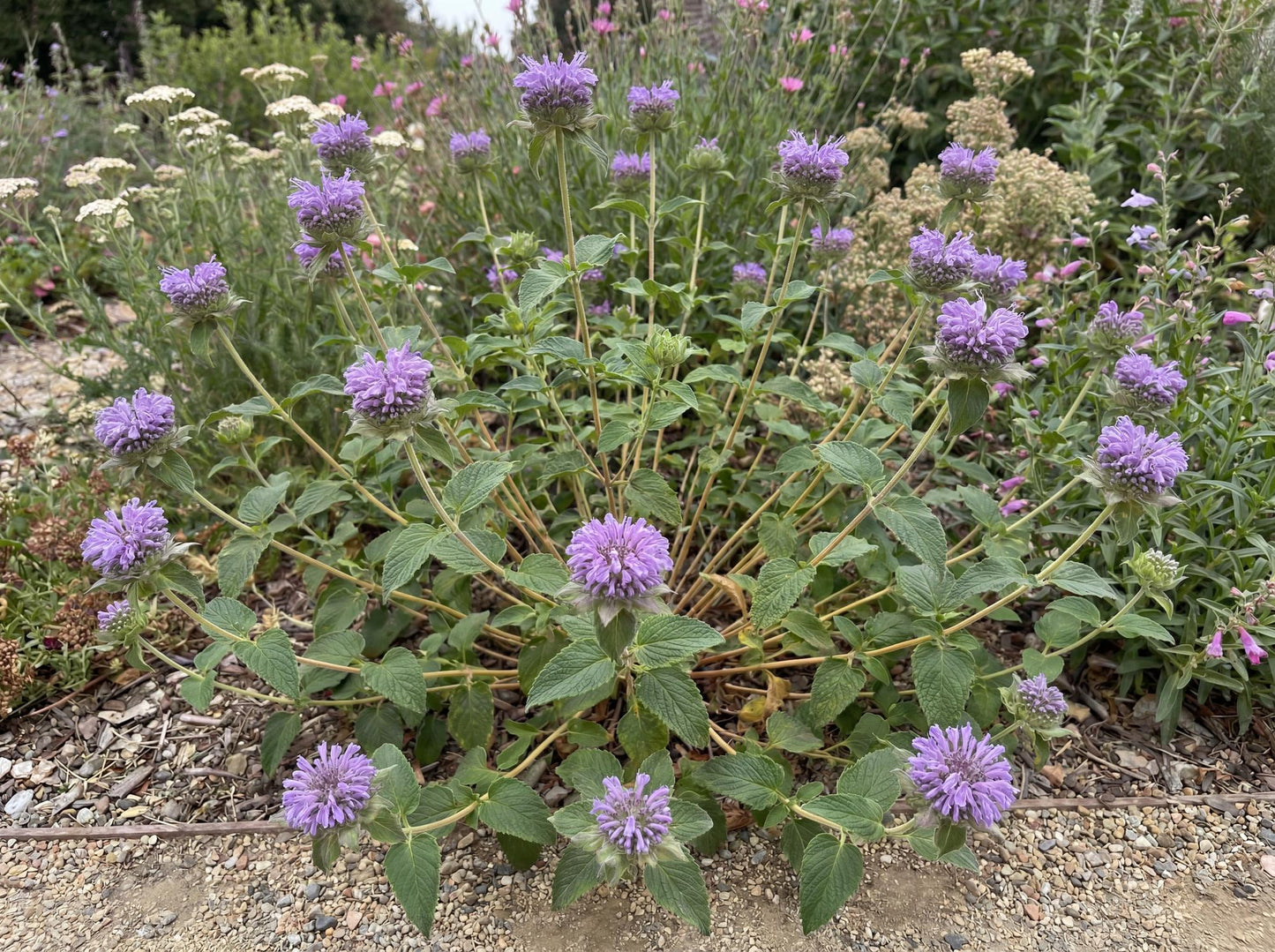 Russian River Coyote Mint