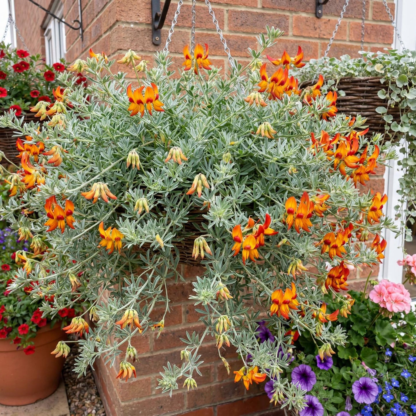 Red Flash Trefoil in a 4-inch pot, trailing silver-green needle foliage that opens red-orange blooms