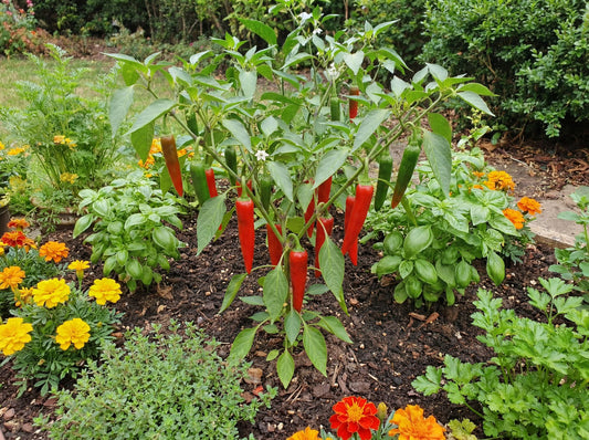 Big Jim Pepper