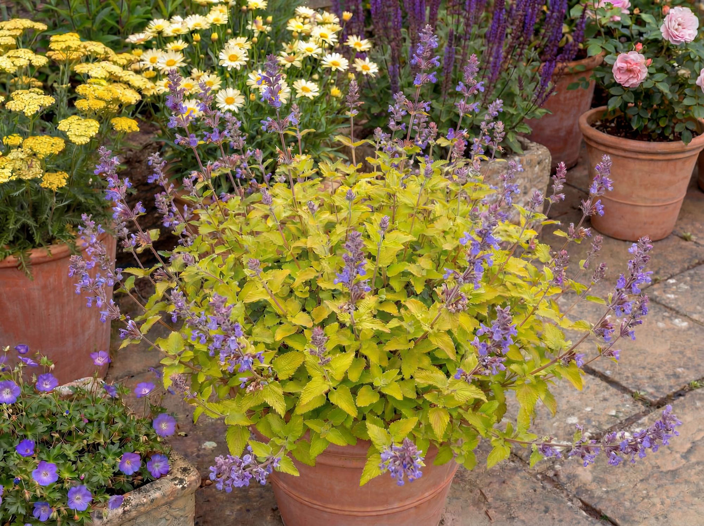 Chartreuse on the Loose Catmint