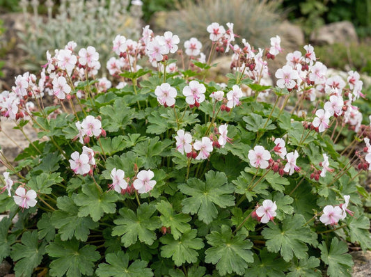 Cranesbill Biokovo True Geranium