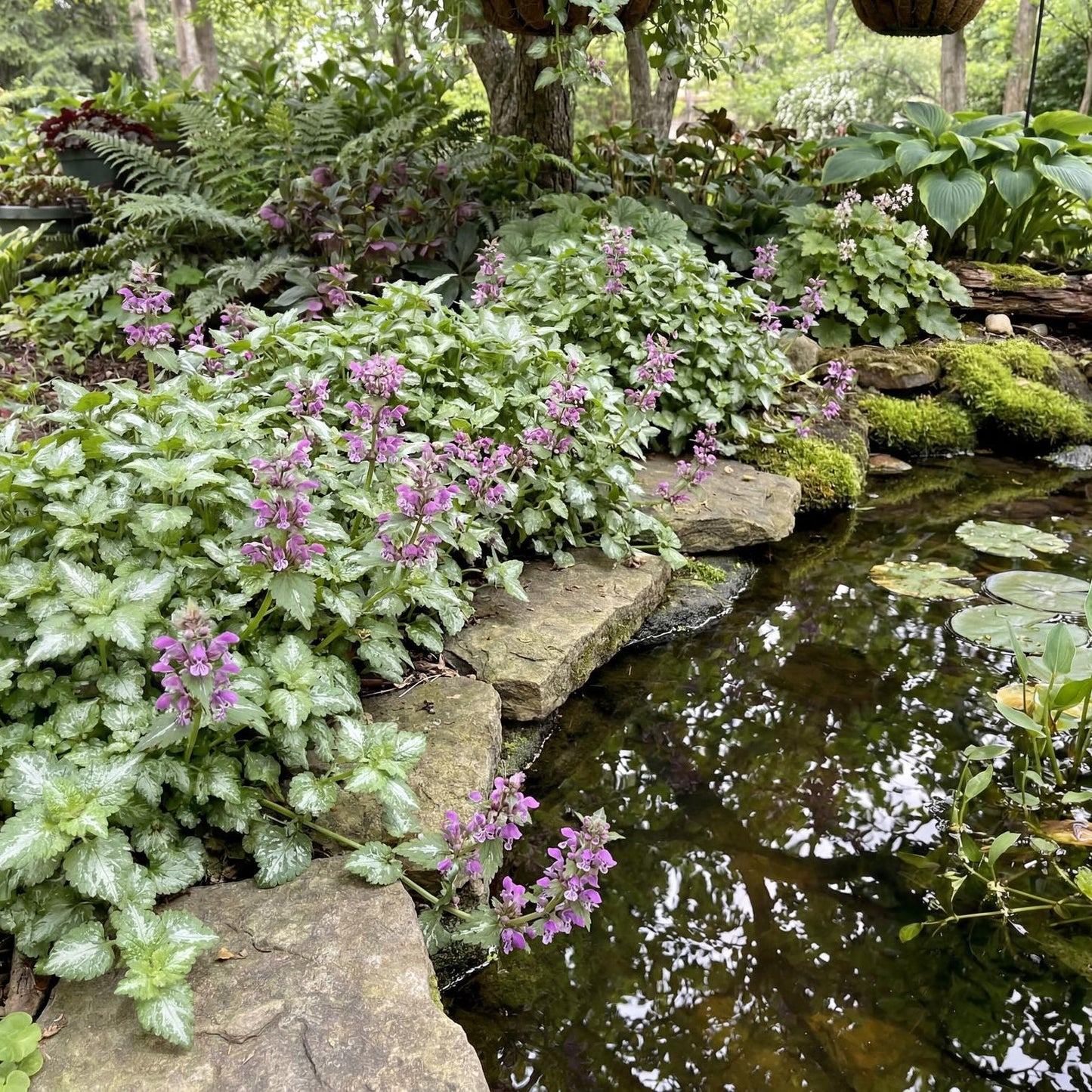 Aureum Lamium