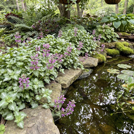 Aureum Lamium